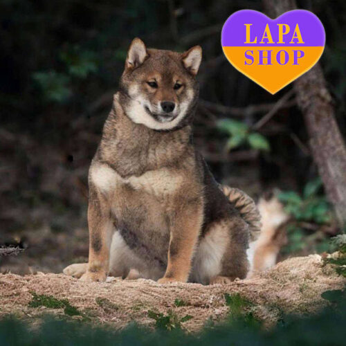 Muscat — Striking Shiba Inu Boy