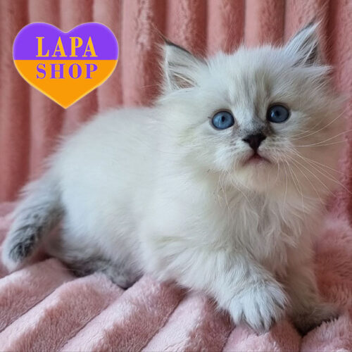 Naddyn — Sweet Neva Masquerade Lady