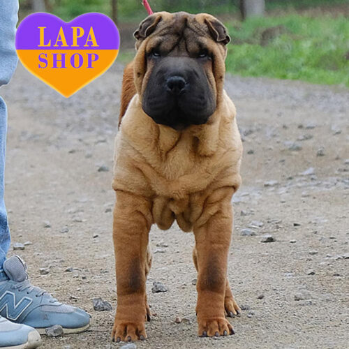 Милый мальчик породы шарпей Nait ждет свою семью