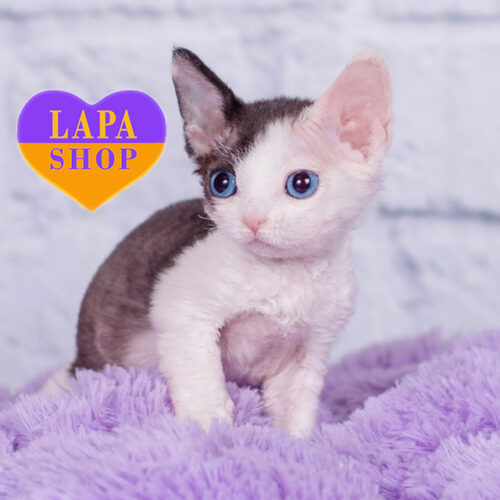 Nancy — голубоглазая кошечка породы девон-рекс