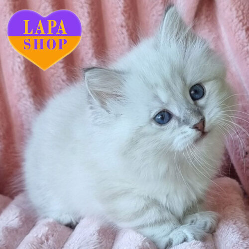 Natan — Charming Neva Masquerade Cat with a Magical Look