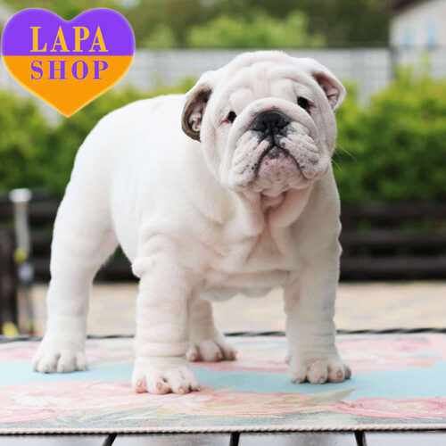 Милая девочка породы английский бульдог Nellie белого окраса