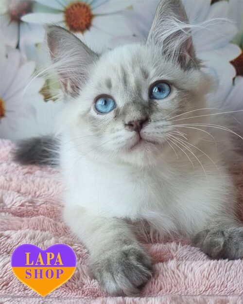 невський маскарадний котик