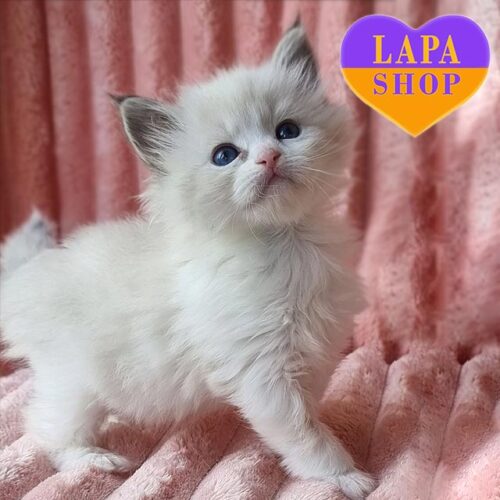 Ornetta — нежная невская маскарадная кошечка в элегантном окрасе