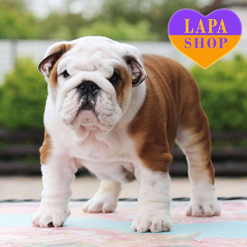 Бело-рыжая девочка породы английский бульдог Nika