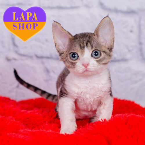 Nils — Charming Devon Rex Cat With Delicate Coloring