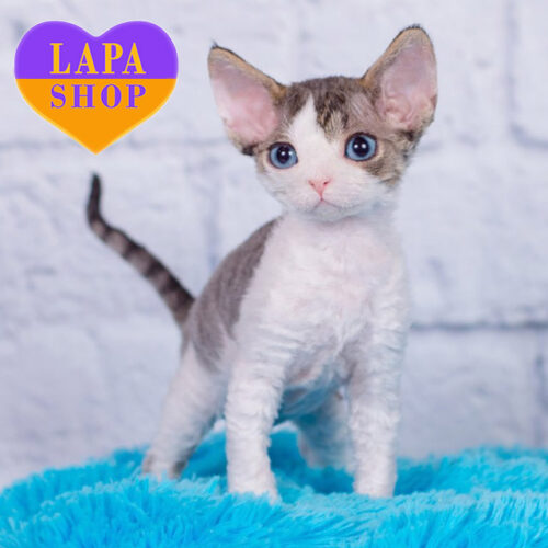 Norman — Handsome Devon Rex Cat With Blue Eyes