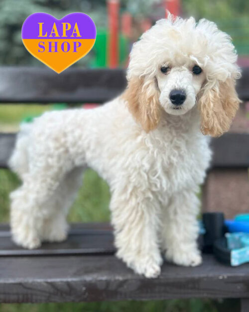білий пудель мініатюрний