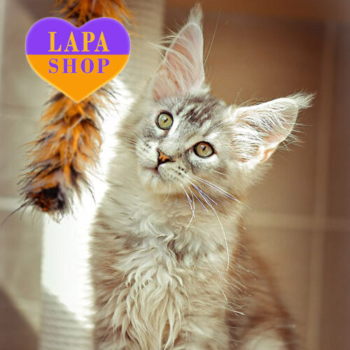 Черепахово-серебристая леди породы мейн-кун Olivia