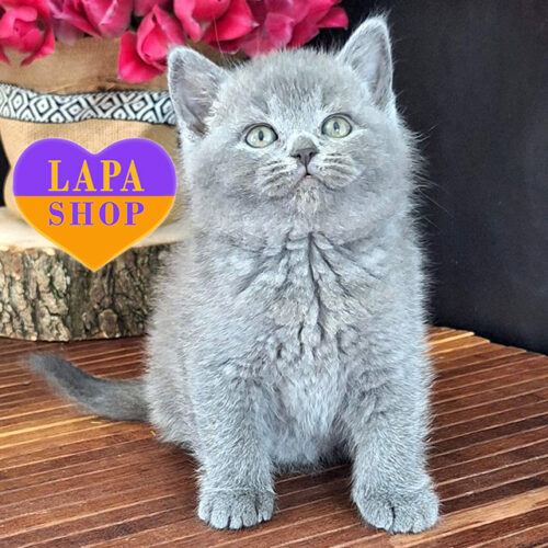 Olivia — Elegant British Shorthair Lady With a Soft Blue Coat