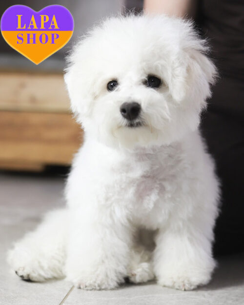 білий бішон фрізе