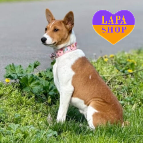 Ona — Red and White Basenji Beauty