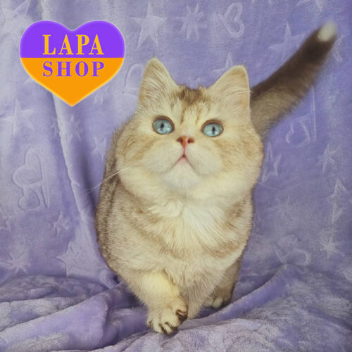 Чарівний британський котик Orest — ваш майбутній улюбленець