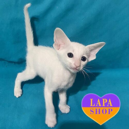 White Magic is an Oriental Beauty in a White Fur Coat and With Luxurious Multi-colored Eyes