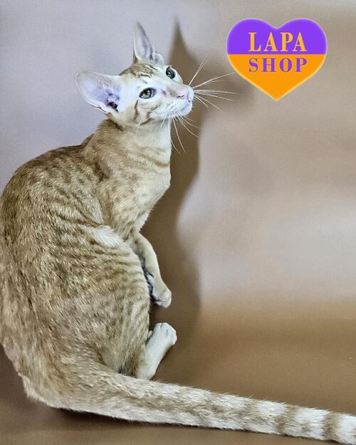 рудий орієнтал