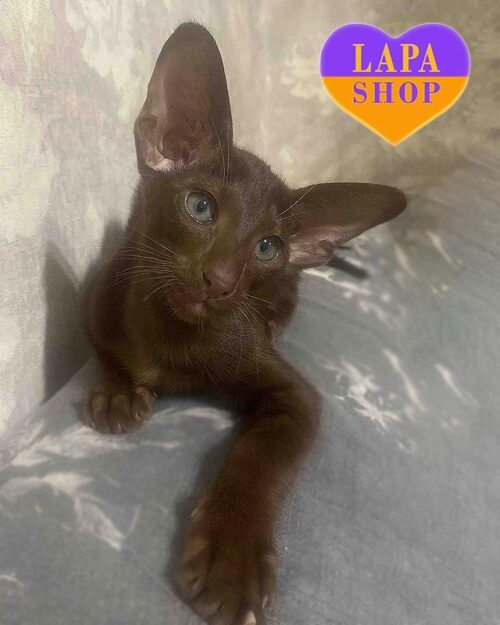 Uspikh — очаровательный ориентальный котенок роскошного шоколадного окраса