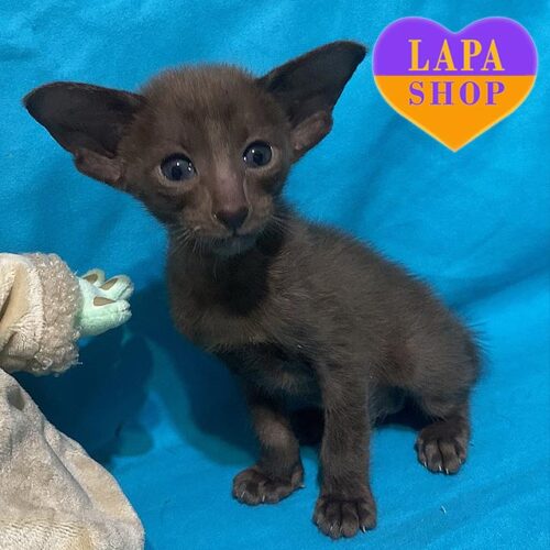 Whiskey — милый ориентальный котенок в элегантной шоколадной шубке