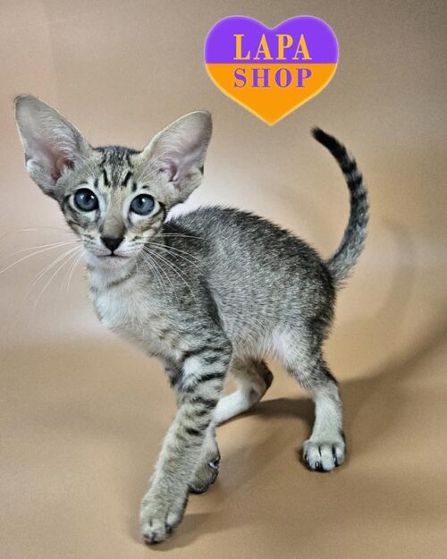 плямистий орієнтал