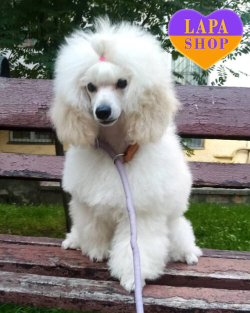 білий пудель мініатюрний