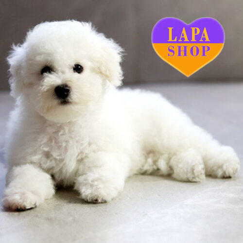 Oscar — белый мальчик породы бишон фризе