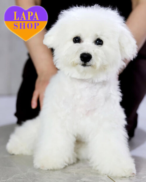 бішон фрізе