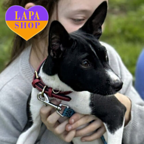 Oyana — Black and White Basenji Girl