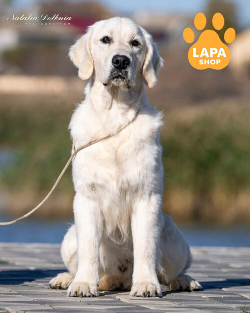 білий золотистий ретривер