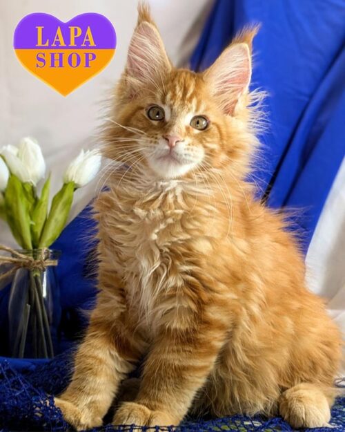 рудий мейн-кун