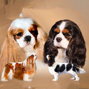 Paris — активная девочка породы кавалер кинг чарльз спаниель parents 1