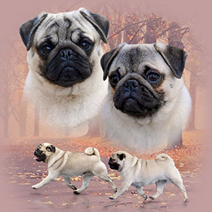 Triumf — немовірно милий хлопчик породи мопс parents 7