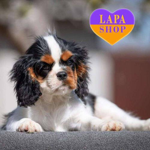 Paris — активная девочка породы кавалер кинг чарльз спаниель