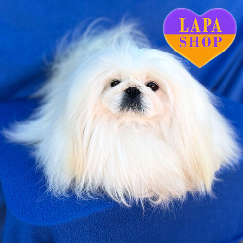 Білий хлопчик породи пекінес