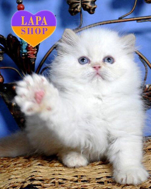 Алекс — перське кошеня класичного типу в ніжній шубці забарвленням крем колор пойнт