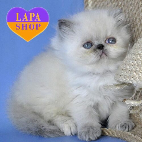 Персидская красавица в роскошной шубке Асия