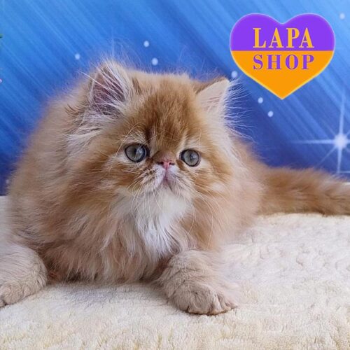 Deni is a Cute Persian Kitten in a Bright Red Fur Coat