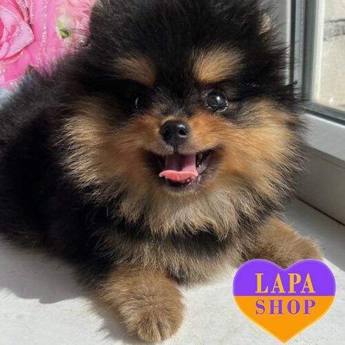 Чарівна леді породи померанський шпіц — ваша майбутня улюблениця