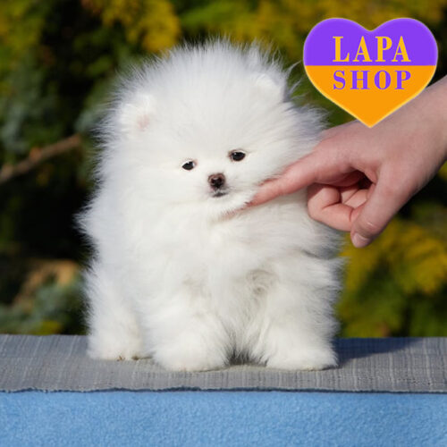 Белая принца породы померанский шпиц – настоящая снежинка в вашем сердце