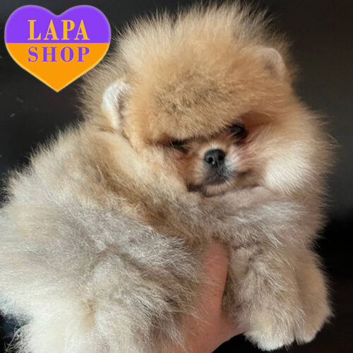 Милий хлопчик породи померанський шпіц рудого забарвлення