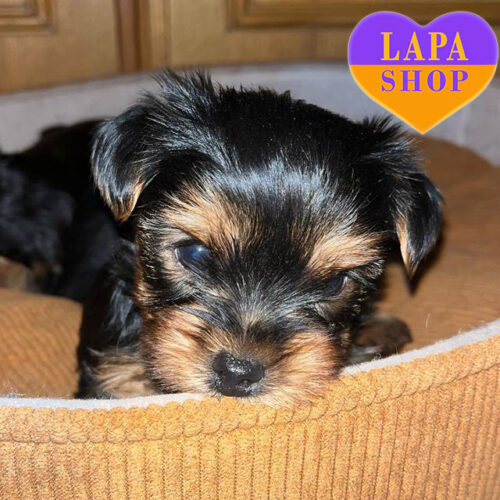 Маленькая девочка породы йоркширский терьер Queenly Reya