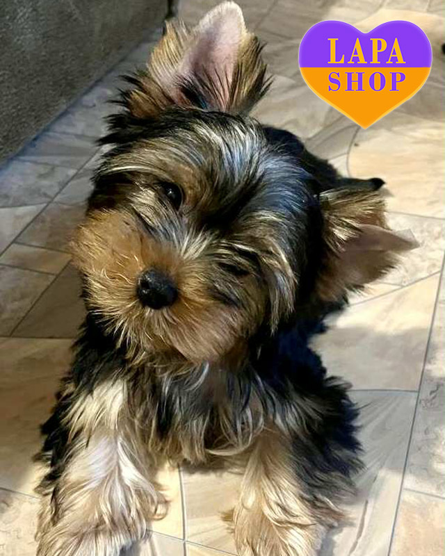 йоркширський тер'єр забарвлення стіл блю