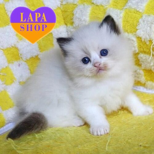 Edith is a Ragdoll Beauty in an Elegant Fur Coat