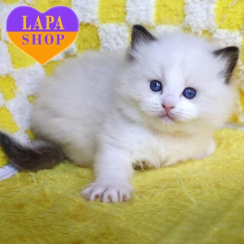 Charming Ragdoll Kitten in Spectacular Color Edwin