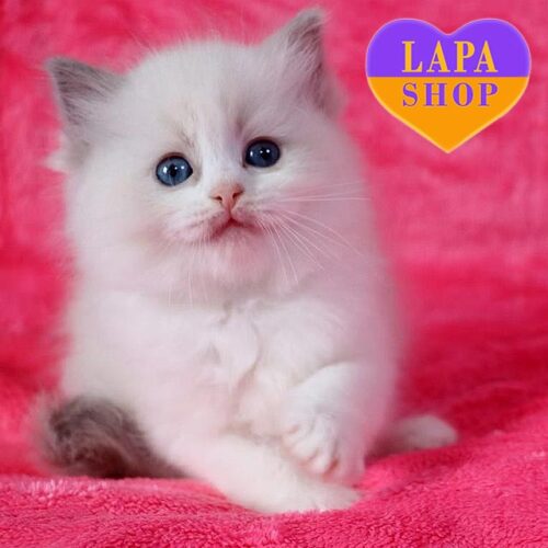 Elvira is an Elegant Ragdoll Kitty in a Soft Fuffy Fur Coat