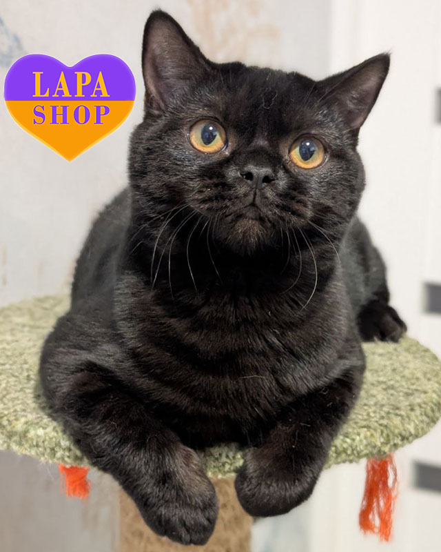 чорний скотіш-страйт