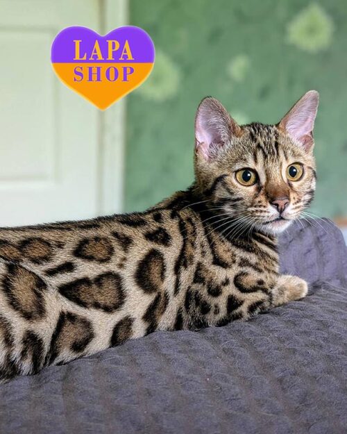 золотий бенгал