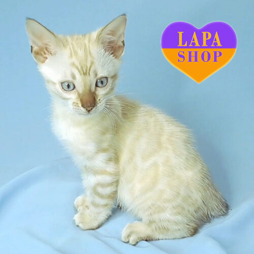 Rihanna — Charming Bengal Kitty With a Rare Coat Color