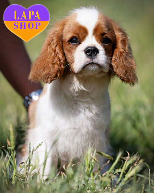 кавалер кінг чарльз спанієль забарвлення бленхейм