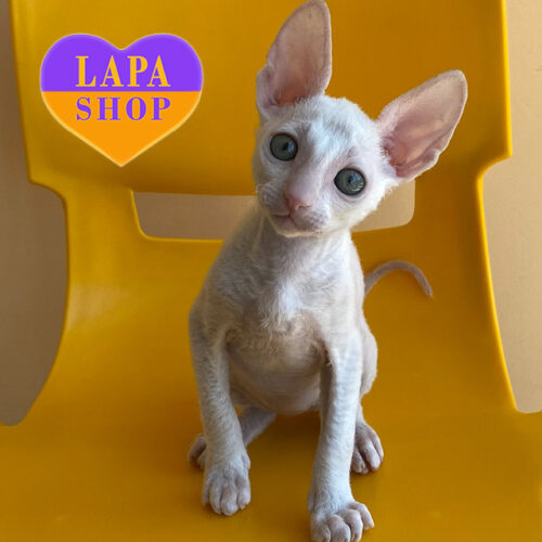 Rimini — Beautiful Cornish Rex Kitten in a Bright White Coat