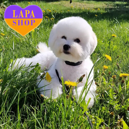 Active Boy Ronnie — Bichon Frise With a Lovely White Coat