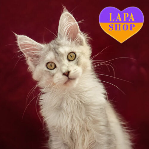 Кішка мейн-кун Rosalie черепахового забарвлення